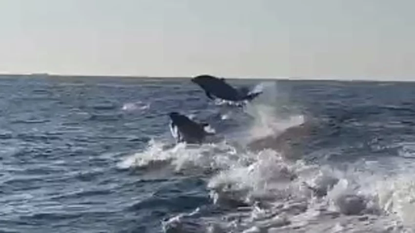 dolfijnen bij terschelling?